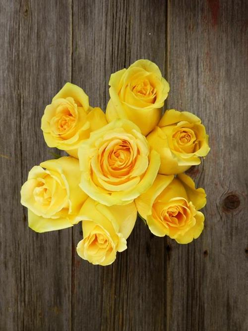 HUMMER  YELLOW ROSES